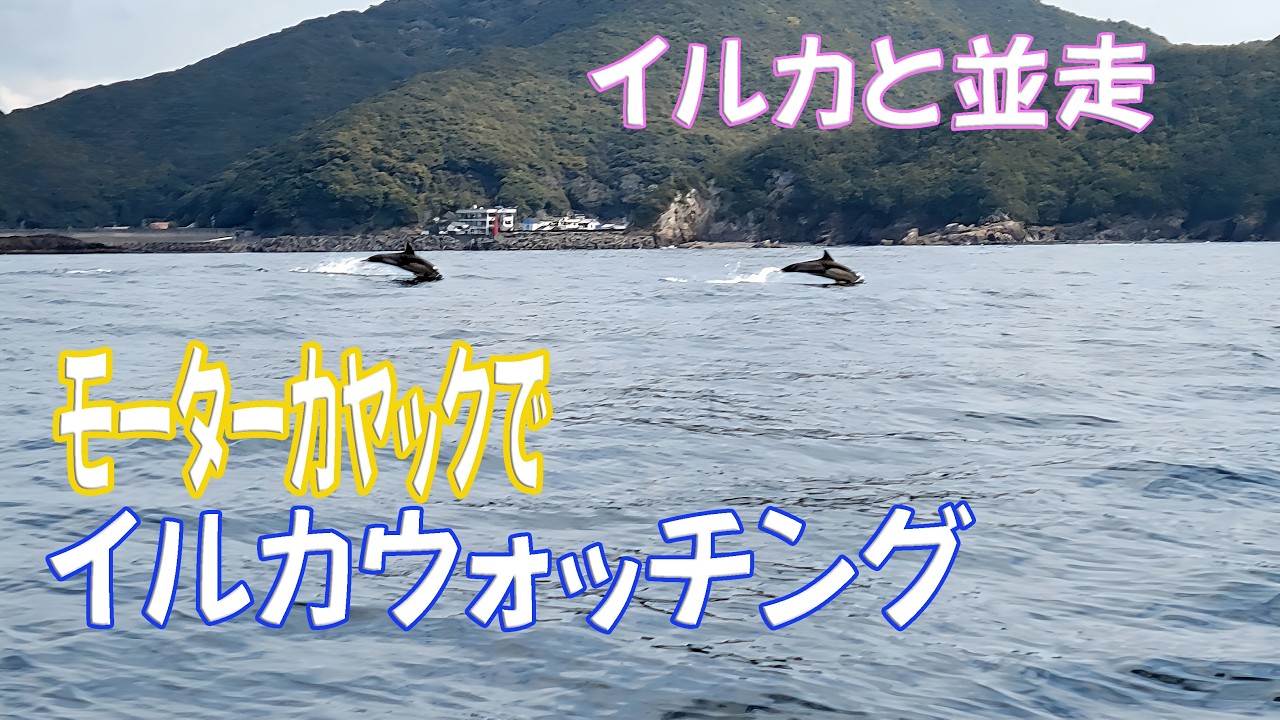 【Kayak】カヤックでイルカウォッチング【Dolphin watching】