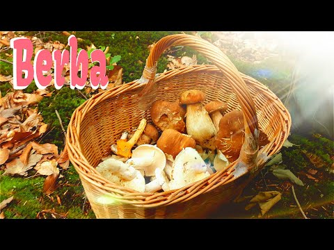 Ljutače - Vrganji - Dedek - Lisičarke