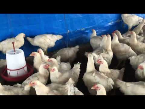 VENTE DES POULETS DE CHAIR A BRAZZAVILLE