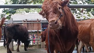 Download lagu HARGA SAPI LIMOSIN JUMBO DI PASAR DIMORO BLITAR JAWA TIMUR mp3