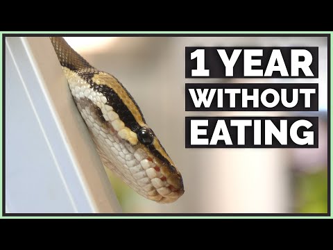 1st YouTube video about how long can a ball python go without water