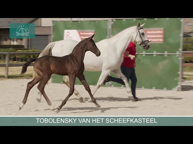 TOBOLENSKY VAN HET SCHEEFKASTEEL