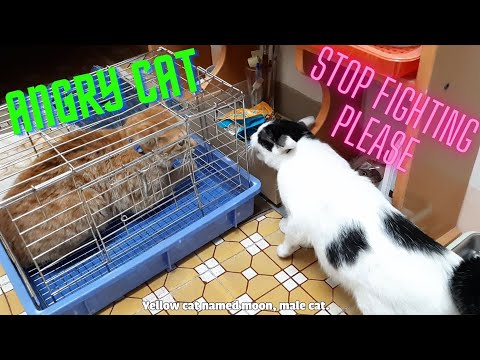 ANGRY CAT. Cats attack to defend the territory. Neighbors' cats