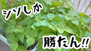 家庭菜園【食糧備蓄】初めての梅干し&秋野菜の種まき