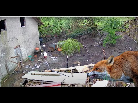 NICHTS FÜR SCHWACHE NERVEN! Fuchs dringt in Hühnerweide ein