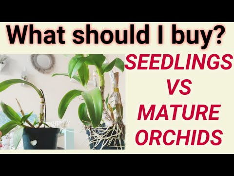 ORCHID SEEDLINGS VS MATURED PLANTS (what to buy)