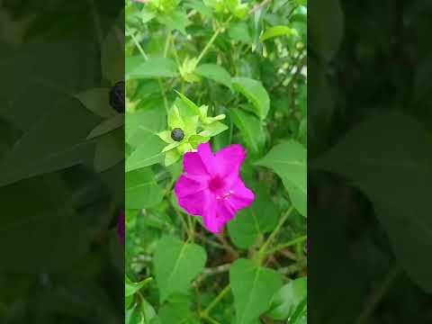 Mirabilis jalapa #nature #flowers