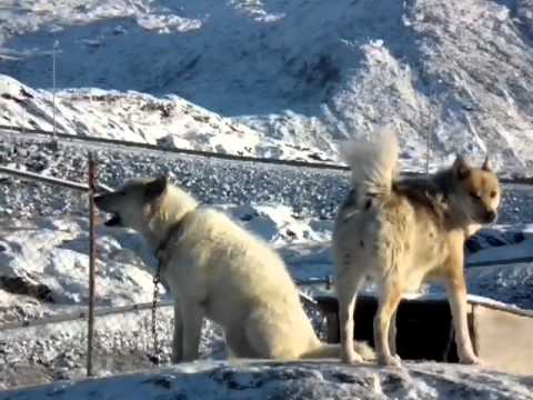sled dogs greenland