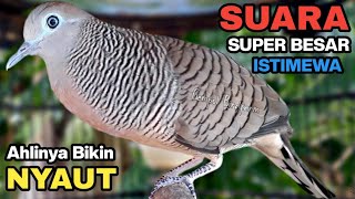 Download lagu Perkutut Lokal Gacor Suara Kung Besar Pancingan Burung Perkutut Agar Bunyi. mp3