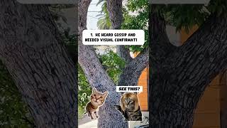 Download lagu What?#trending#viral#ytshorts#shortsfeed#tiktok#fyp#funny#comedy#like#relatable#reaction#lol#yt#fail mp3 Download lagu What?#trending#viral#ytshorts#shortsfeed#tiktok#fyp#funny#comedy#like#relatable#reaction#lol#yt#fail mp3