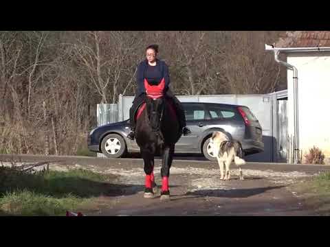 Caii lui Mita de la Albesti,Bihor-2021