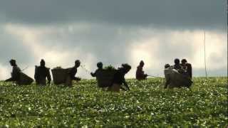 Día Mundial de la Alimentación 2012: Las cooperativas agrícolas alimentan al mundo