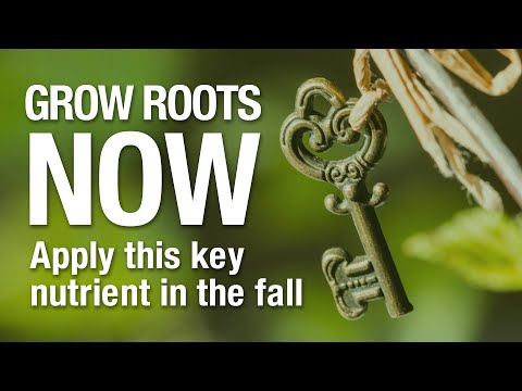 2 Minute Turf Talk - Grow Roots NOW!
