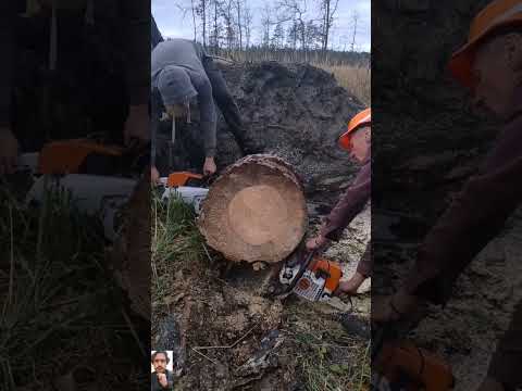 cutting tree#wood#treecutting#treecutting#tree #treepath