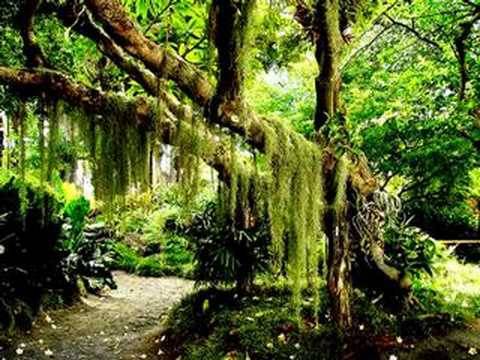 Fernando Pereira - Piano In The Forest