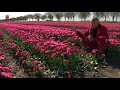 Zeewoldense tulpenboer: 'Wie haalt het in z'n hoofd om mijn tulpen te vernielen'
