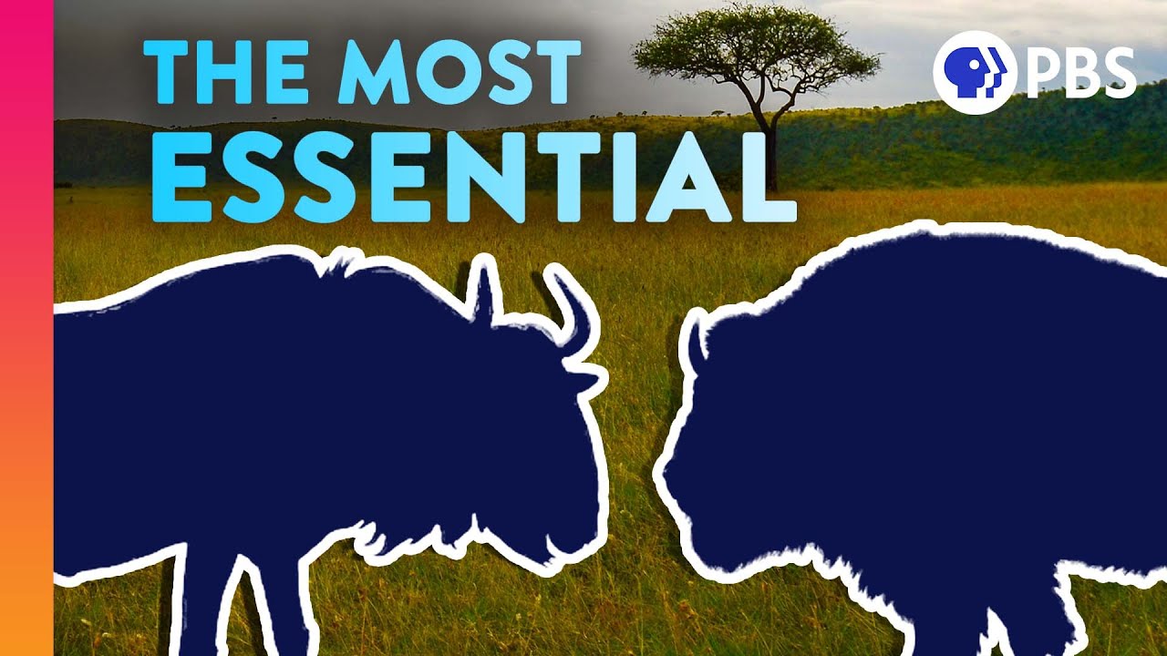 The Surprising Species That Everything Else Depends On | IN OUR NATURE