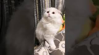 ☆Super Cute Animals☆Cute cats and funy dogs＆cat　videos compilation2021C⑭#Shorts