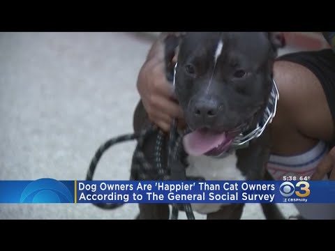 Dog Owners Are Happier Than Cat Owners, Study Finds