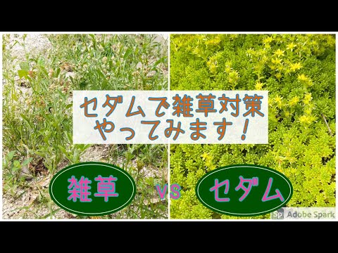 穏やかなマンネングサ 植物