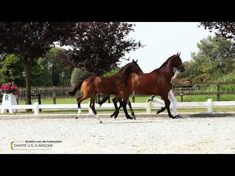 Shakira van de Getsweder - Dante U.S. x Apache