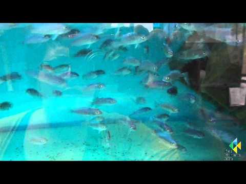 Pseudotropheus zebra blue + blue