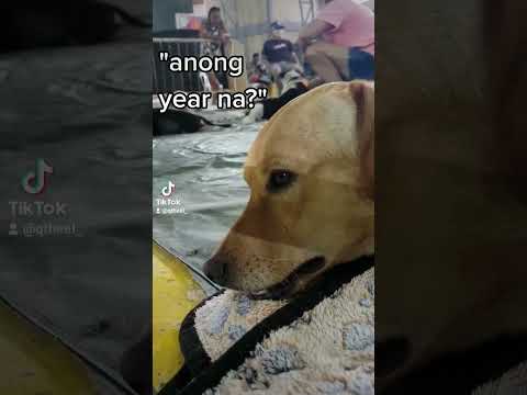 kapon this summer #dog #aspin #dachshund #funny