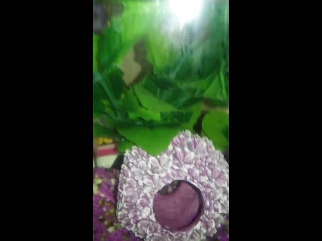 My HAPPY DUMBO BETTA**FISH CARE***