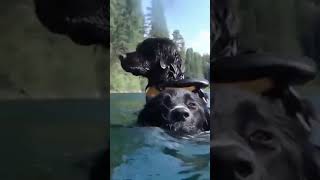 ☆Super Cute Animals☆Cute cats and funy dogs＆cat　videos compilation2021C㉕#Shorts