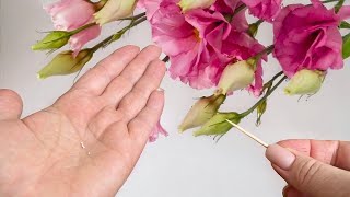 Gerade jetzt! Es ist Zeit, die Samen der entzückenden EUSTOMA zu säen