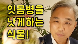 잇몸병을 낫게하는 식물