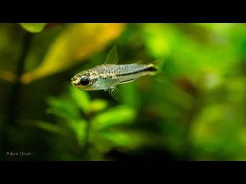 (270) Kirysek Pigmej