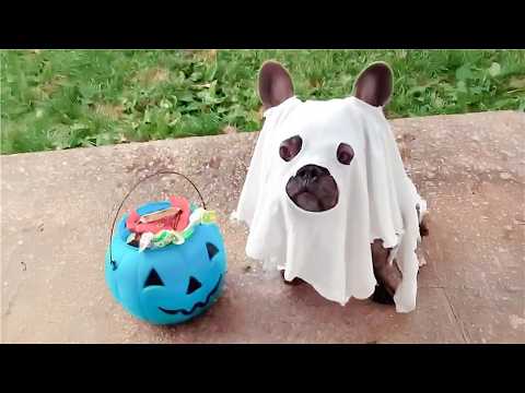Les meilleurs animaux d'Halloween mignons et effrayants