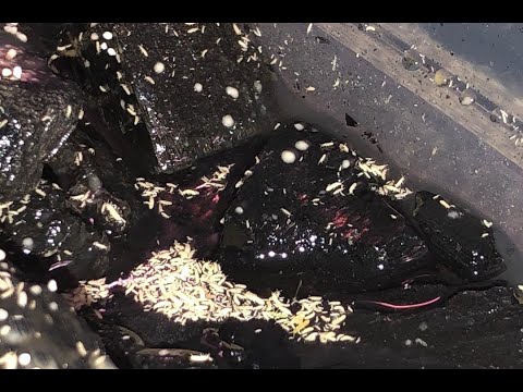 How to Culture Springtails- Care, Feeding, and More!