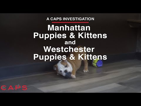 Westchester & Manhattan Puppies and Kittens Pet Shop Exposé | Undercover with CAPS | NY Pet Store