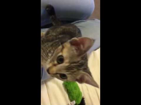 Sharik & Moonchik playing