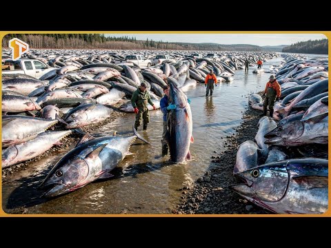 Millions of Canned Tuna Produced In Biggest Tuna Factory - Tuna Harvesting and Processing
