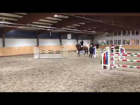 Conditus von Casall aus meiner Penelope I von Contender x Lord