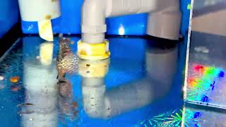 Vip nhí chỉ “1 triệu “ cho ae nhanh gọn sdt Zalo 0938882816