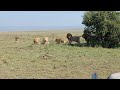 Male lions getting intolerant of their sons