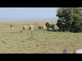 Male Lions Getting Intolerant Of Their Sons