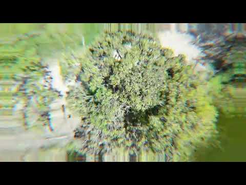 Igaci - AL / Coité das pinhas / Povoado Lagoa da Pedra #sertão #turismoalagoas #igaci #agropecuaria 