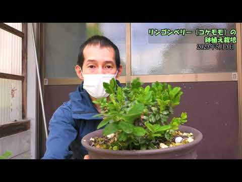 園芸 リンゴンベリー、スポッテッド クランベリー、レッド ブルーベリー