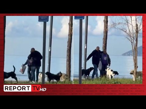 Tufat e qenve endacakë shqetësojnë Vlorën: Sulmohet një i moshuar në rrugë