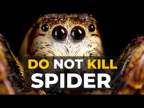 Spider Facts | Why Spiders Are Important | Spiders | The Planet Voice