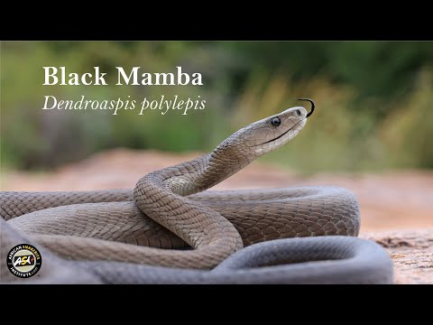 Black Mamba - Largest venomous snake in Africa
