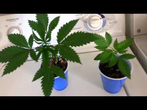 Lady sativa grow uodate