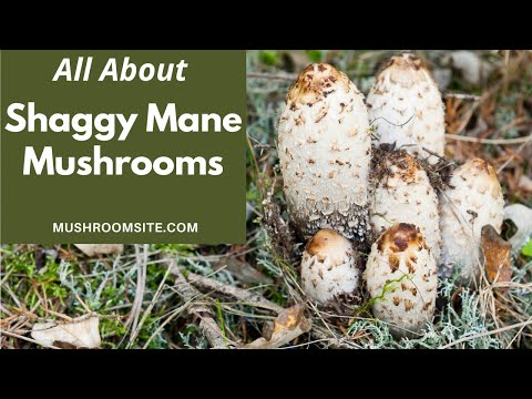 Shaggy Mane Mushrooms: Everything You Need to Know