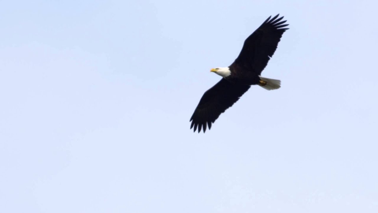 Bald Eagle Soaring