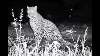 Leopard at Ol Donyo. africamLIVE 20 April 2024